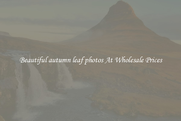 Beautiful autumn leaf photos At Wholesale Prices