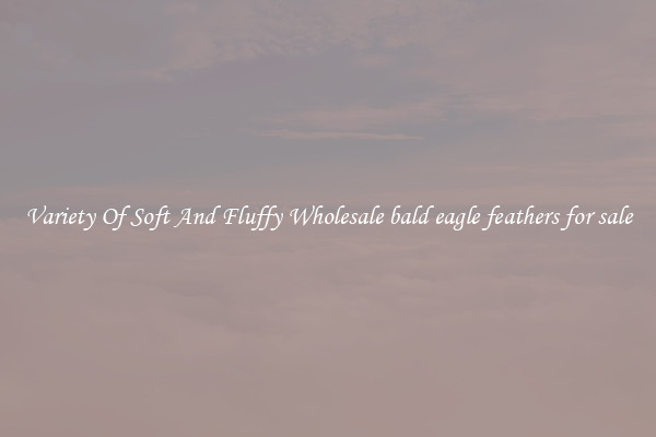 Variety Of Soft And Fluffy Wholesale bald eagle feathers for sale